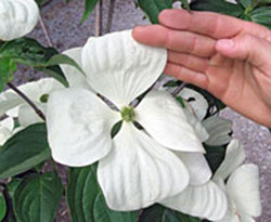 Rosey Teacups Dogwood