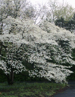 Cornus florida Mature Tree