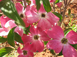 Rosey Teacups Dogwood