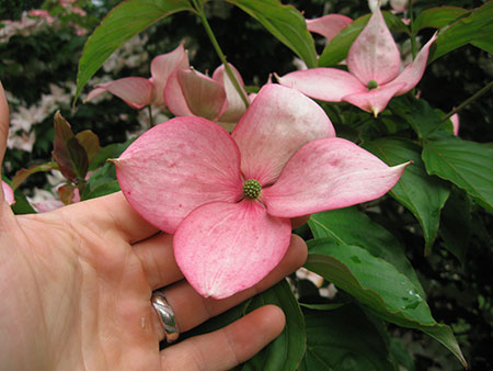 Rosey Teacups Dogwood