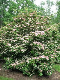 Rosy Teacup Full Tree