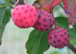 Scarlet Fire Fruits