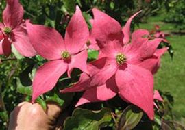 Mature Scarlet Fire Bracts